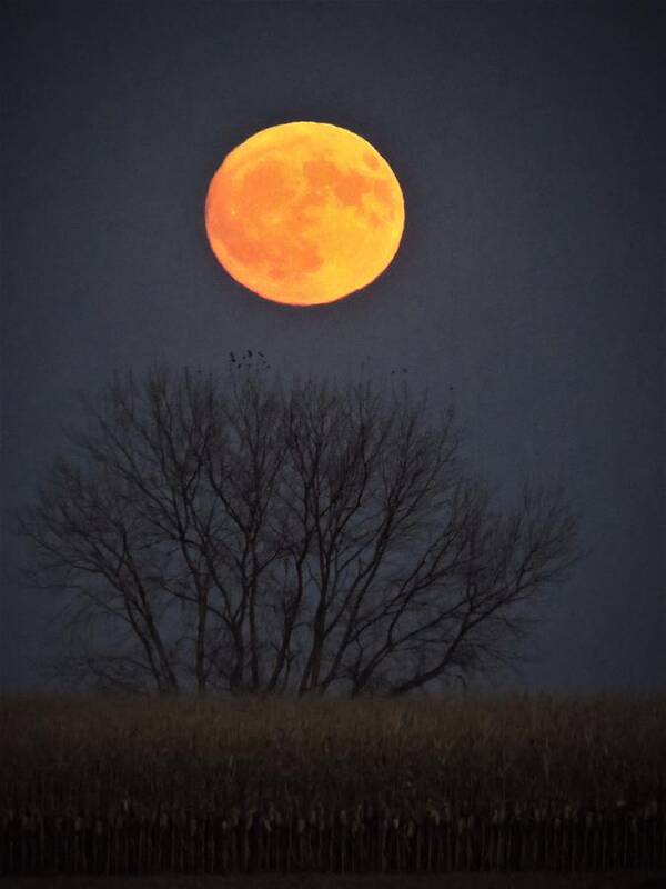 Moon Poster featuring the photograph Harvest Moon #1 by Lori Frisch