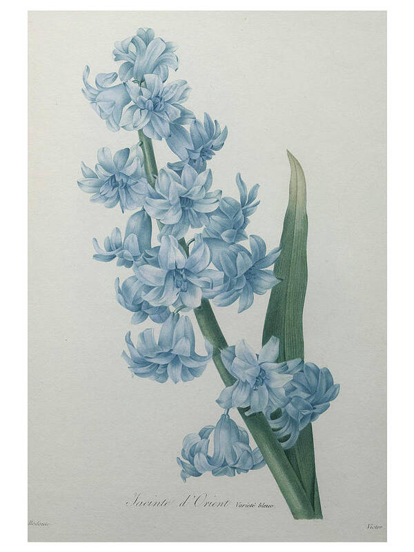 Redoute Poster featuring the painting Hyacinthus orientalis #1 by Pierre-Joseph Redoute