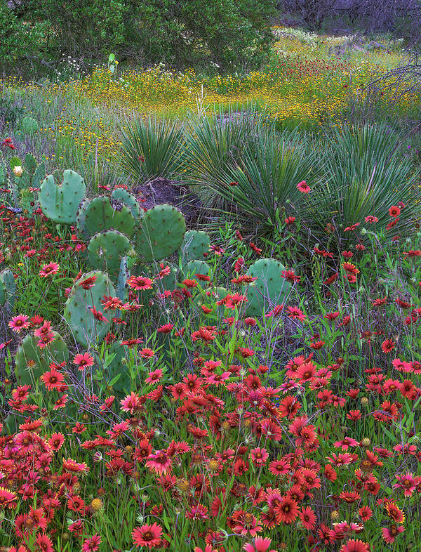 00567595 Poster featuring the photograph Indian Blanket Flowers And Opuntia, Inks Lake State Park, Texas #1 by Tim Fitzharris