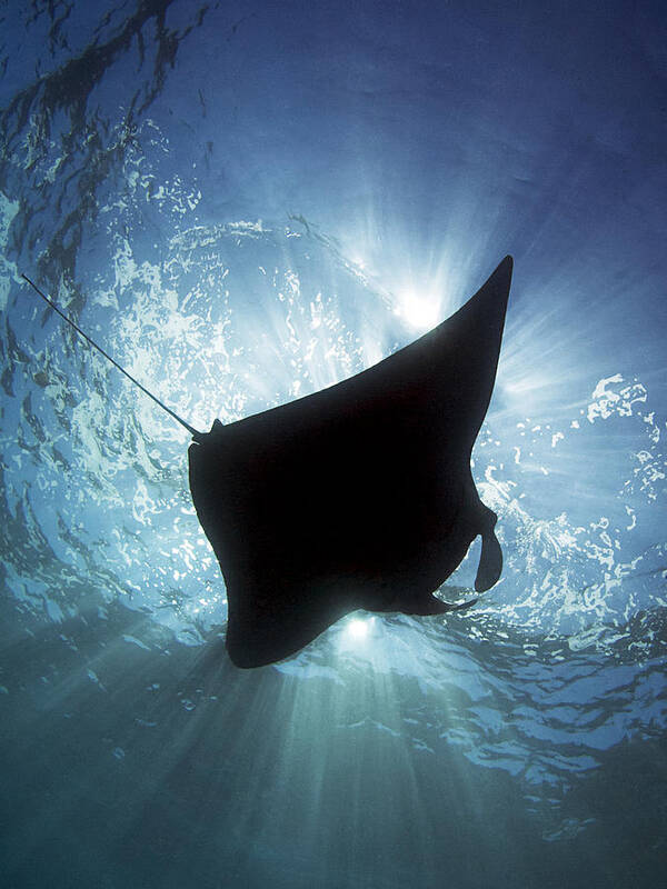 Manta Poster featuring the photograph Manta Silhouette #1 by Henry Jager