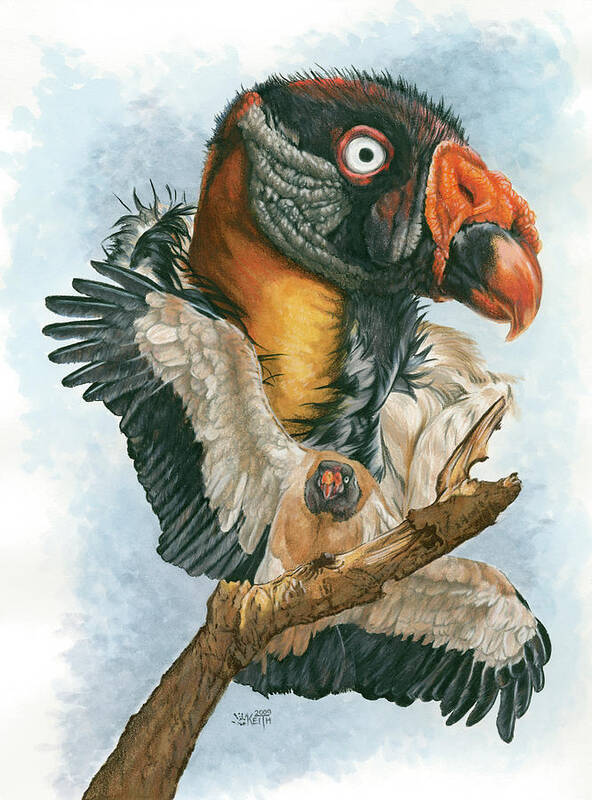 A King Vulture Landing On A Tree Branch With A Close Up Of The Vultures Face Poster featuring the painting Marauder #1 by Barbara Keith