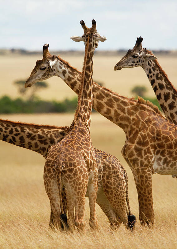Kenya Poster featuring the photograph Masai Giraffe Graze On Masai Mara #1 by Carl D. Walsh