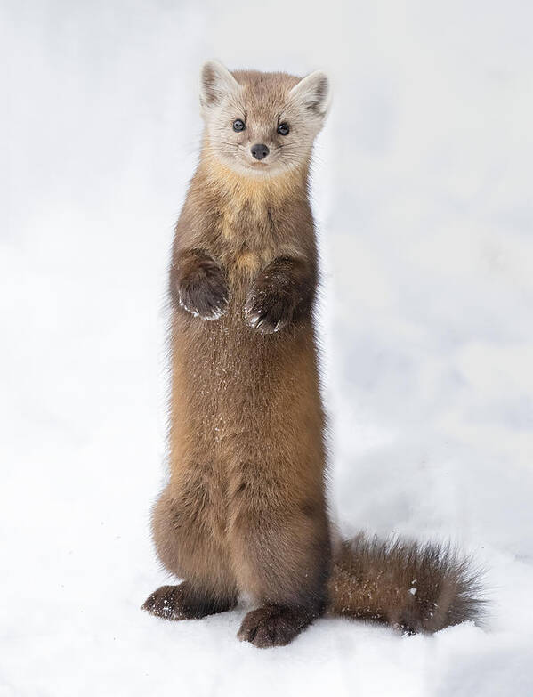 Wildlife Poster featuring the photograph Pine Marten #1 by Jasmine Suo