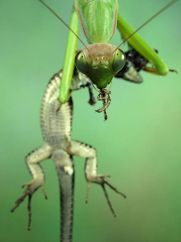 Macro Poster featuring the photograph Predator #1 by Jimmy Hoffman