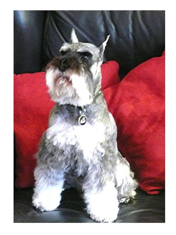 Schnauzer Poster featuring the photograph Riley H. - 2019 by David Horning