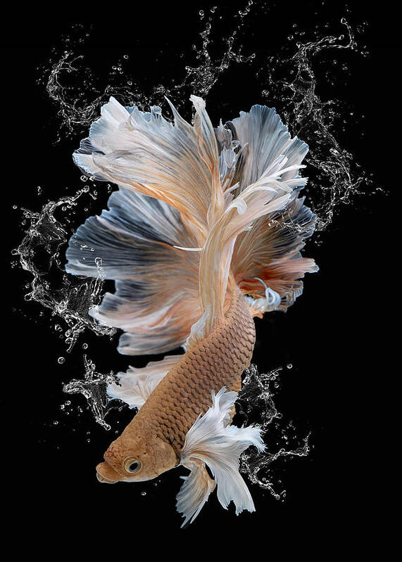 Betta_fish Poster featuring the photograph Splash #1 by Louise Wolbers