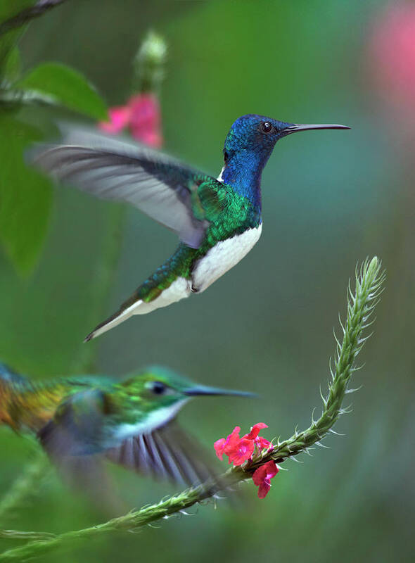 00557681 Poster featuring the photograph White-necked Jacobin And Golden-tailed Sapphire, Trinidad #1 by Tim Fitzharris