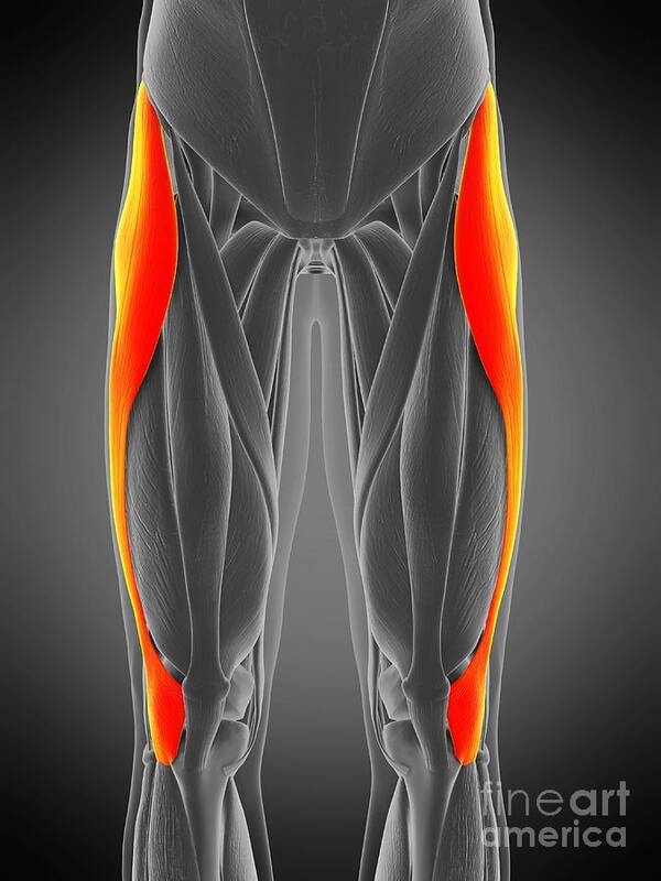 Tensor Fascia Lata Muscle #17 Poster by Sebastian Kaulitzki