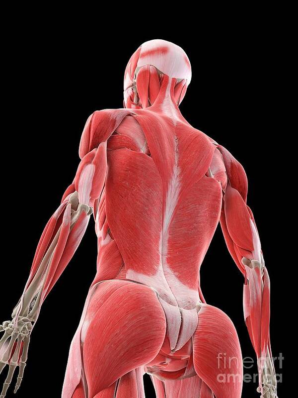 Female Back Muscles #2 Poster by Sebastian Kaulitzki/science Photo Library  - Science Photo Gallery