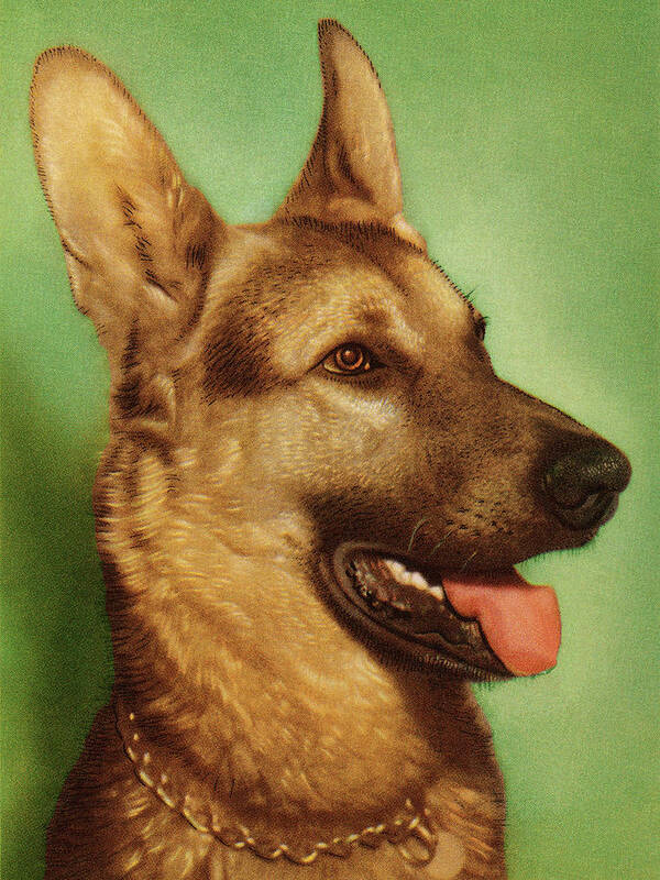 Animal Poster featuring the drawing German Shepherd Dog #2 by CSA Images