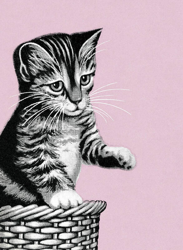 Animal Poster featuring the drawing Kitten #34 by CSA Images