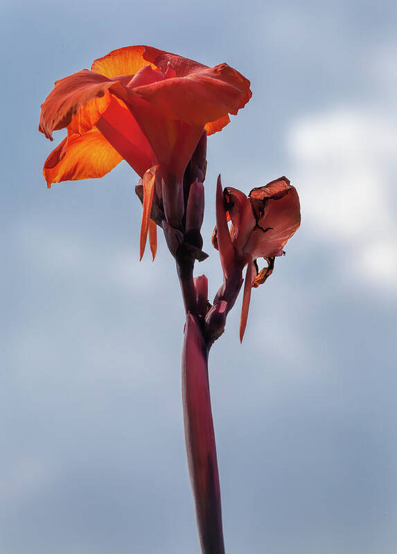 Lily Poster featuring the photograph Lily #46 by Robert Ullmann