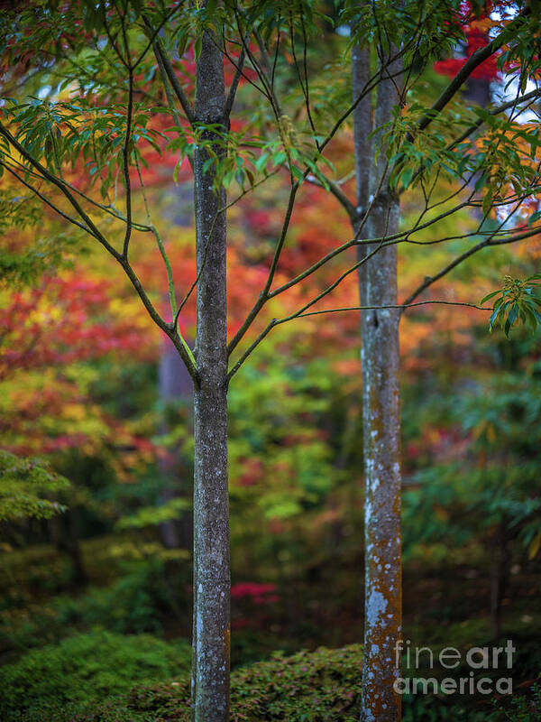 Japanese Garden Poster featuring the photograph A Pair of Trees Fall Colors by Mike Reid