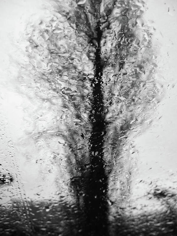Rain Poster featuring the photograph Abstract tree by Paulo Goncalves