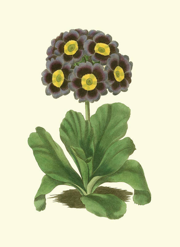 Botanical & Floral Poster featuring the painting Antique Primula I by Watts