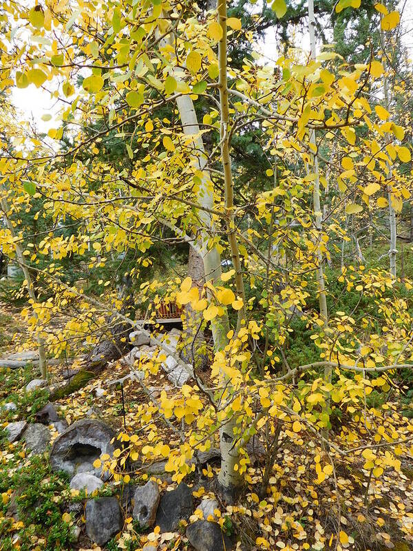 Aspens Poster featuring the photograph Aspens Up Close by Karen Stansberry