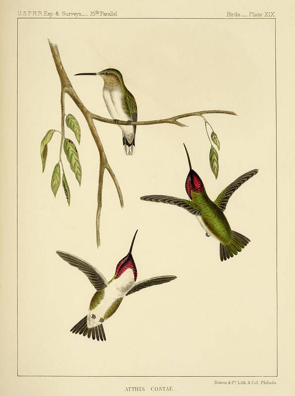 Birds Poster featuring the mixed media Atthis Costae by Bowen and Co lith and col Phila