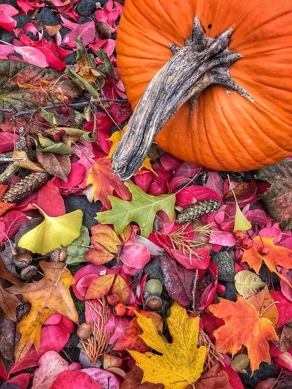 Pumpkin Poster featuring the photograph Autumn Harvest by Jill Love