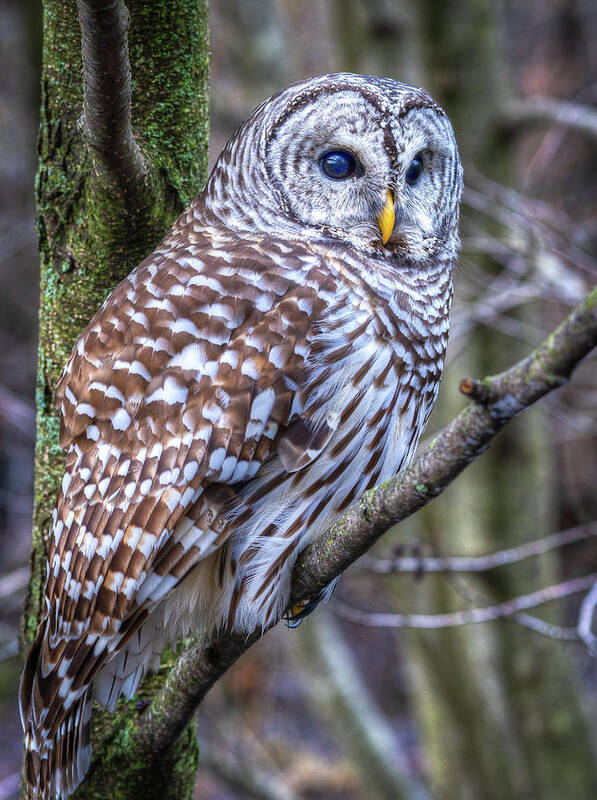 Barred Owl Poster featuring the photograph Barred Owl by Brad Bellisle