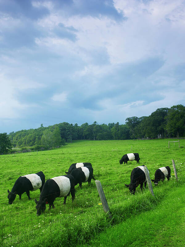 Scenics Poster featuring the photograph Belted Galloways by John P Kelly