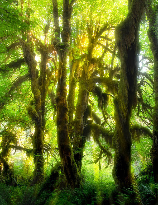 Rainforest Poster featuring the photograph Bizarre Ripe Rainforest by Ken Liang