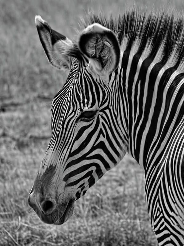 Black And White Stripes Poster featuring the photograph Black and White Stripes by Phyllis Taylor