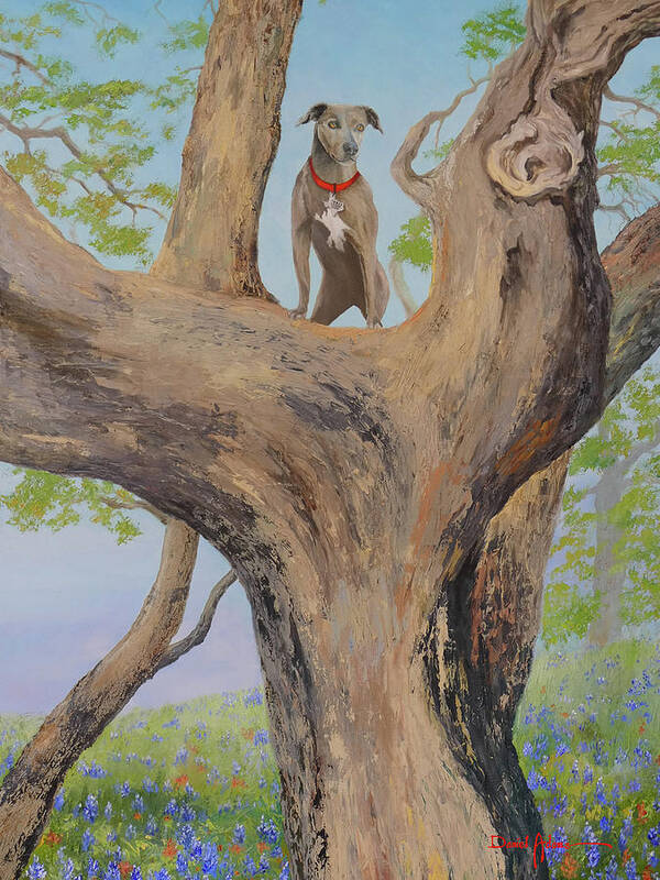 Dog Poster featuring the painting Blue Lacy in a Tree by Daniel Adams