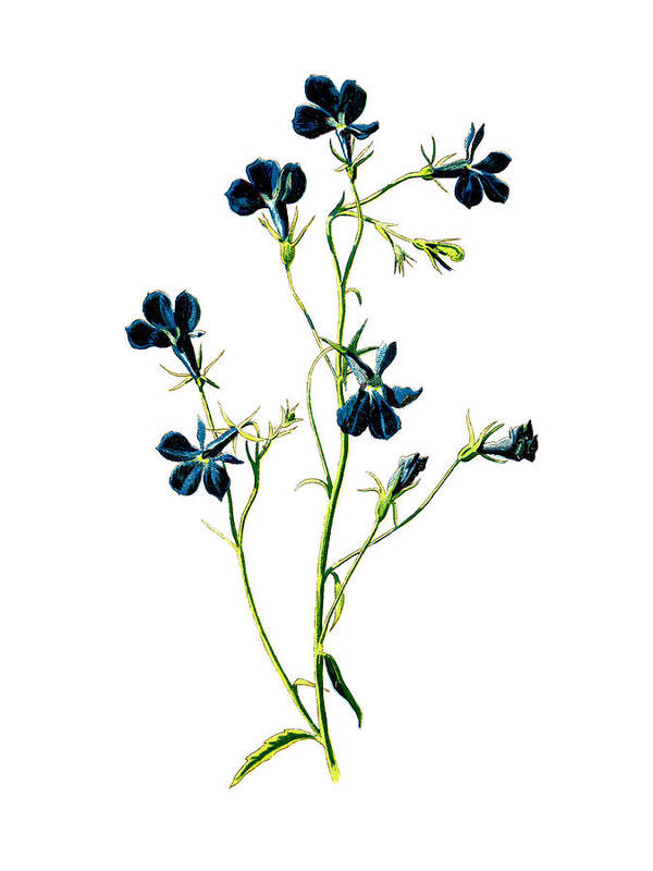 Flower Poster featuring the mixed media Blue Lobelia Flower by Naxart Studio