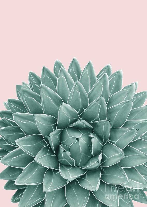 Color Poster featuring the mixed media Blush Green Agave Chic #1 #succulent #decor #art by Anitas and Bellas Art