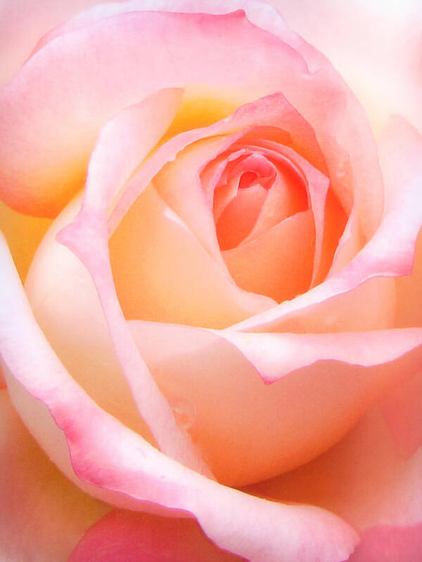Rose Poster featuring the photograph Blushing Beauty by Susan Hope Finley