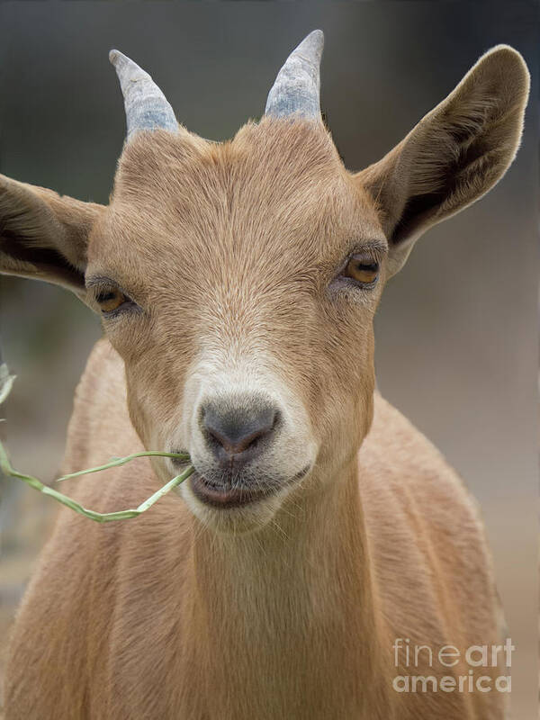 Goat Poster featuring the photograph Brown baby Goat by Christy Garavetto