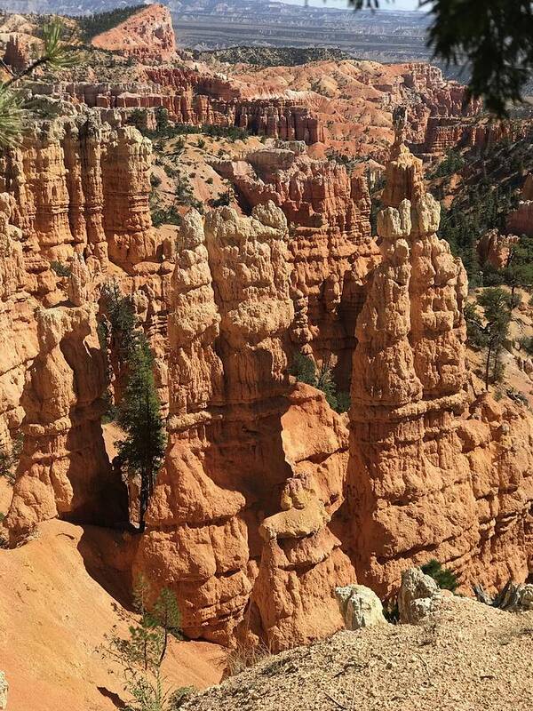 Bryce Canton National Park Hoodoos Poster featuring the photograph Bryce Canyon Hoodoos by Cindy Bale Tanner