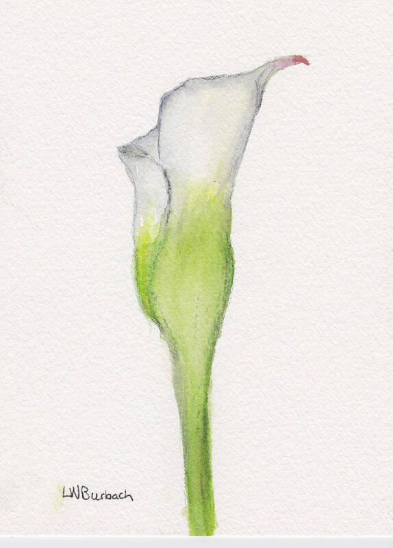 Flower Poster featuring the painting Calla Lily by Lisa Burbach