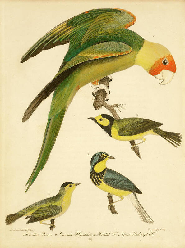 Birds Poster featuring the mixed media Carolina Parrot by Alexander Wilson