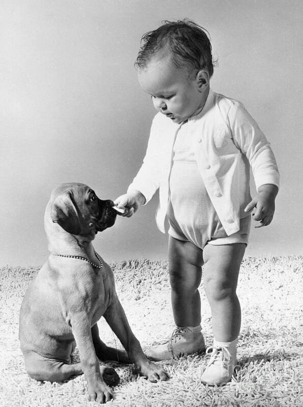 Cardigan Sweater Poster featuring the photograph Child Playing With Dog by Bettmann