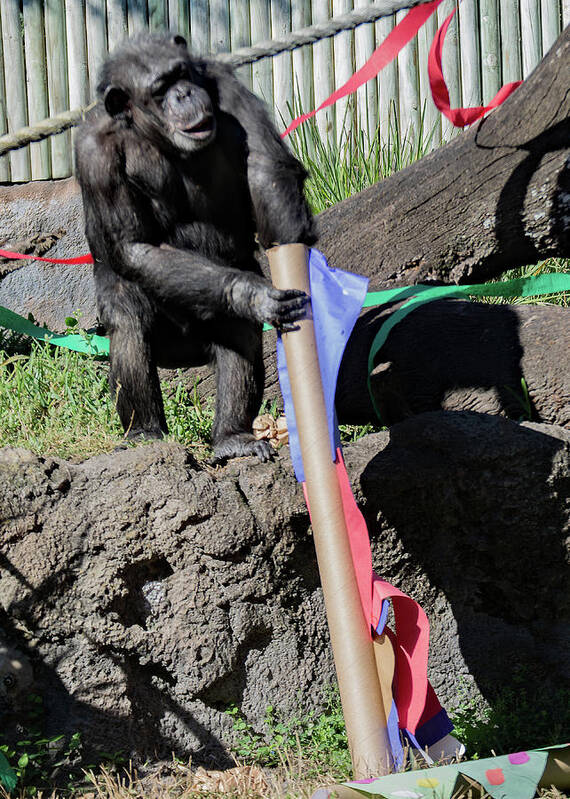 Animal Poster featuring the photograph Chimp at Christmas by Margaret Zabor