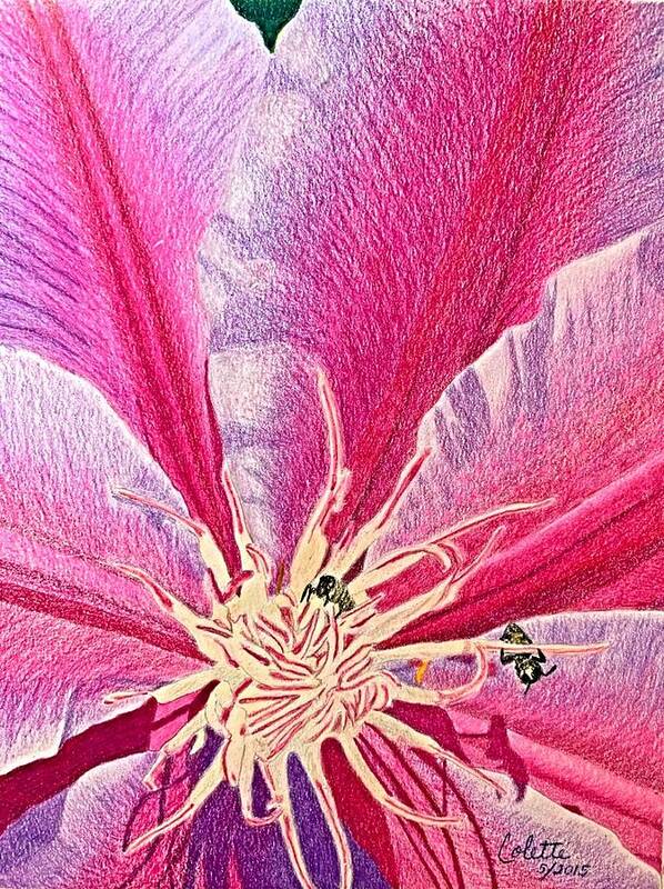 Pink Poster featuring the drawing Clematis by Colette Lee