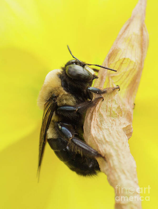 Bee Poster featuring the photograph Clinging On by Michelle Tinger