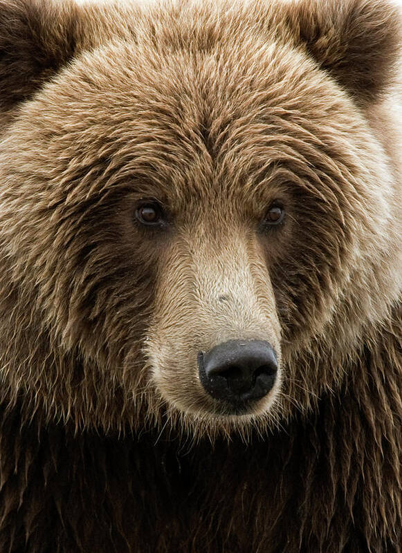Wild Poster featuring the photograph Coastal Brown Bear closeup by Gary Langley