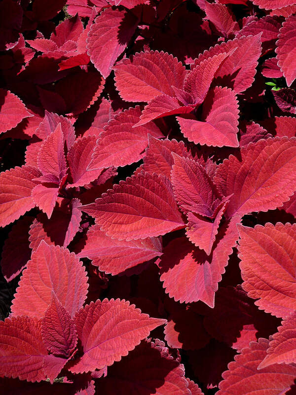 Red Leaf Coleus Close-up Poster featuring the photograph Coleus Close-up by Mike McBrayer