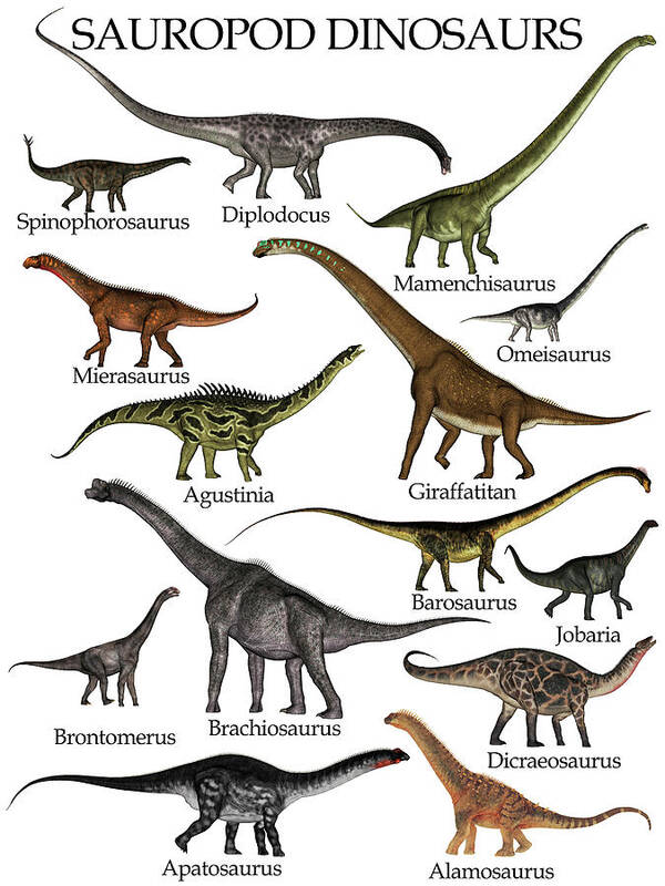 Collection Of Sauropod Dinosaurs Poster by Elena Duvernay - Pixels