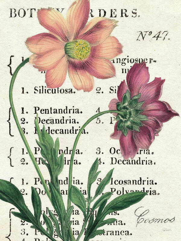 Botanical Poster featuring the mixed media Cosmos Botany by Sue Schlabach