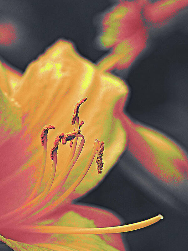 Floral Poster featuring the photograph Day Lilly by Bearj B Photo Art