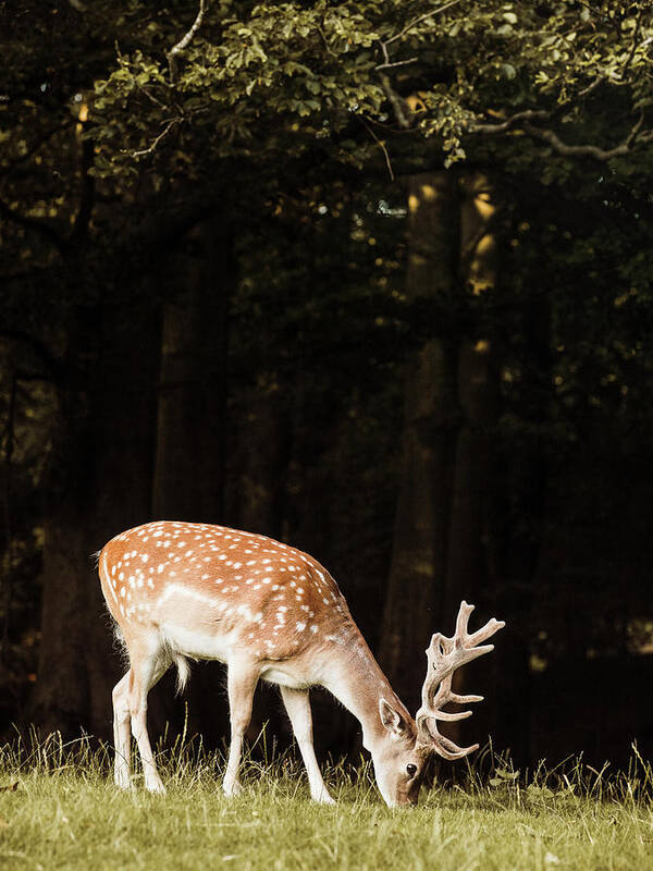 Grazing Poster featuring the digital art Deer Grazing, Aarhus, Denmark by Max Bailen