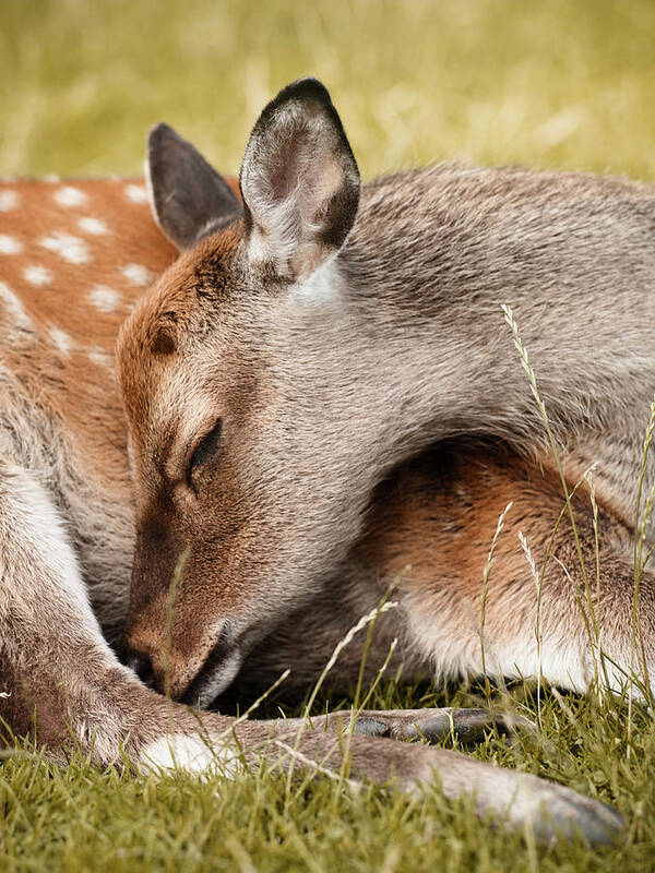 Lying Down Poster featuring the digital art Deer Sleeping, Close-up, Aarhus, Denmark by Max Bailen