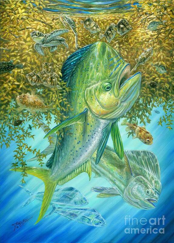 Mahi Mahi Poster featuring the painting Dorados Hunting In Sargassum by Terry Fox