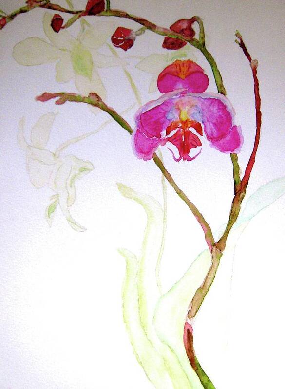Orchid Poster featuring the painting Exotic Dancer by Beverley Harper Tinsley
