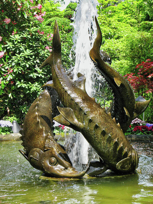 Canada Poster featuring the photograph Fountain sculpture, Butchart gardens, BC by Segura Shaw Photography
