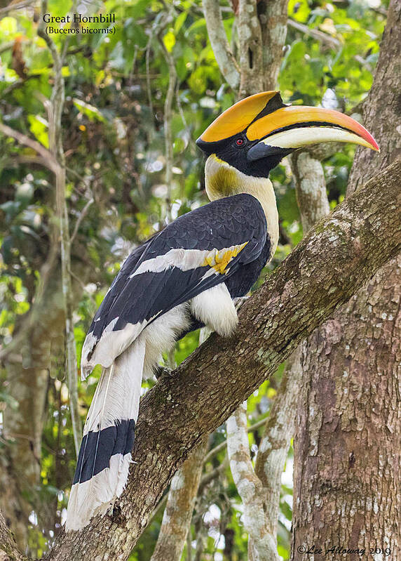 Buceros Bicornis Poster featuring the photograph Great Hornbill by Lee Alloway