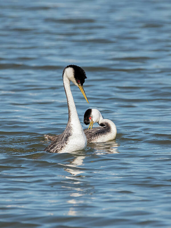 Loree Johnson Photography Poster featuring the photograph Grebes Flirting by Loree Johnson